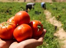 نخستین گوجه‌فرنگی شبیه به انگور تولید شد